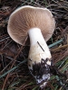 Cortinarius aff. varius (Schaeff.) Fr. 1838