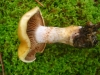 Cortinarius aff. vitellinopes Secr. ex Gillet 1874