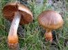 Cortinarius bulliardii (Pers.) Fr. 1838