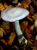 Cortinarius caerulescens (Schaeff.) Fr. 1838