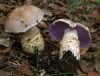 Cortinarius caligatus Malençon 1970