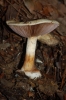 Cortinarius callochrous (Pers.) Gray 1821
