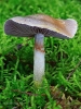 Cortinarius cf. anomalus (Fr.) Fr. 1838