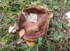 Cortinarius cf. assiduus Mahiques, A. Ortega & Bidaud 2001