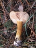 Cortinarius cf. caesiocortinatus Jul. Schäff. 195