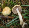 Cortinarius cf. delibutus Fr. 1838