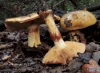 Cortinarius cf. humolens Brandrud 1998