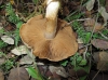 Cortinarius cf. infractus (Pers.) Fr. 1838