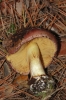Cortinarius cf. splendificus Chevassut & Rob. Henry 1975