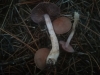 Cortinarius cf. xerophilus Rob. Henry & Contu 1986