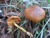 Cortinarius cinnamomeus (L.) Gray 1821