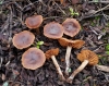 Cortinarius cistohelvelloides Bon 1992