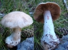 Cortinarius diosmus Kühner 1955