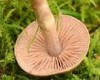 Cortinarius erythrinus