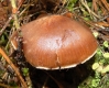 Cortinarius gr. duracinus Fr. 1838