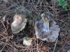 Cortinarius gr. glaucopus (Schaeff.) Fr. 1838