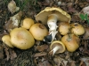 Cortinarius gr. multiformis Fr. 1838