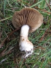 Cortinarius infractus (Pers.) Fr. 1838