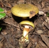 Cortinarius ionochlorus Maire 1937