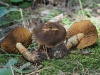 Cortinarius melanotus Kalchbr. 1874