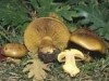 Cortinarius pini