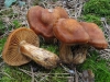 Cortinarius renidens Fr. 1838