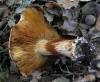 Cortinarius sp.