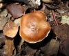 Cortinarius sp.