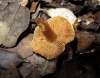 Cortinarius sp.