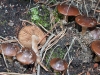 Cortinarius sp.