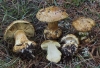 Cortinarius sulfurinus Quél. 1884