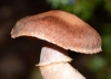 Cortinarius torvus (Fr.) Fr. 1838