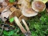 Cortinarius uraceus