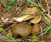 Cortinarius venetus (Fr.) Fr. 1838