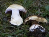 Cortinarius sp.