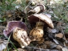 Cortinarius sp.