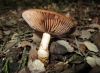 Cortinarius trivialis Lange 1940