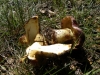 Cortinarius xanthophyllus (Cooke) Rob. Henry (1943),