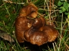 Craterellus lutescens (Fr.) Fr. 1838