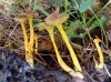 Craterellus lutescens (Fr.) Fr. 1838
