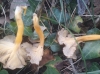 Craterellus lutescens (Fr.) Fr. 1838