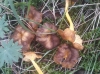 Craterellus lutescens (Fr.) Fr. 1838