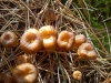 Craterellus lutescens (Fr.) Fr. 1838