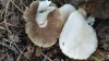 Cyclocybe aegerita (V. Brig.) Vizzini 2014