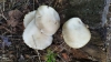 Cyclocybe aegerita (V. Brig.) Vizzini 2014