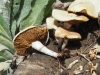 Cyclocybe aegerita (V. Brig.) Vizzini 2014
