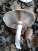 Cyclocybe aegerita (V. Brig.) Vizzini 2014