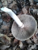 Cyclocybe aegerita (V. Brig.) Vizzini 2014