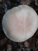 Cyclocybe aegerita (V. Brig.) Vizzini 2014