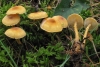 Cystoderma amianthinum (Scop.) Fayod 1889